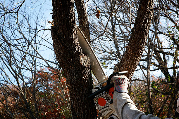 Professional Tree Services in Fairmount, IN